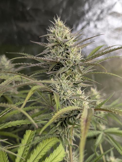 Chemical Candy Auto x3. Week 8