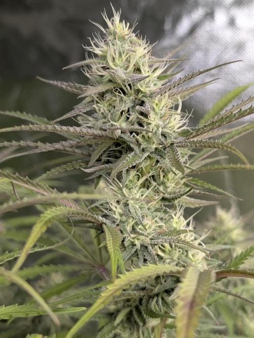 Chemical Candy Auto x3. Week 8