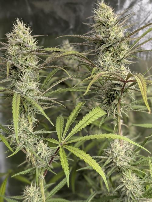 Chemical Candy Auto x3. Week 8