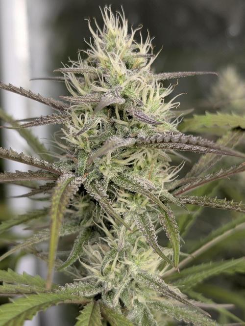 Chemical Candy Auto x3. Week 8