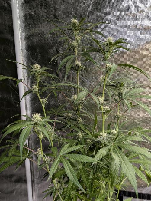 Chemical Candy Auto x3. Week 8 - 2