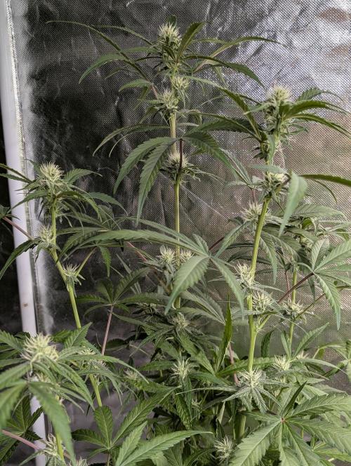 Chemical Candy Auto x3. Week 8