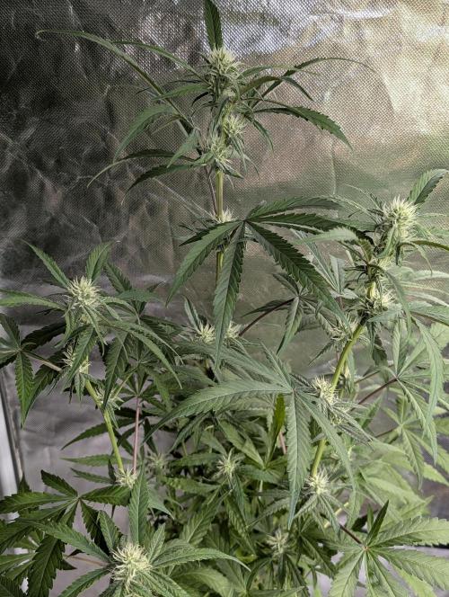 Chemical Candy Auto x3. Week 8