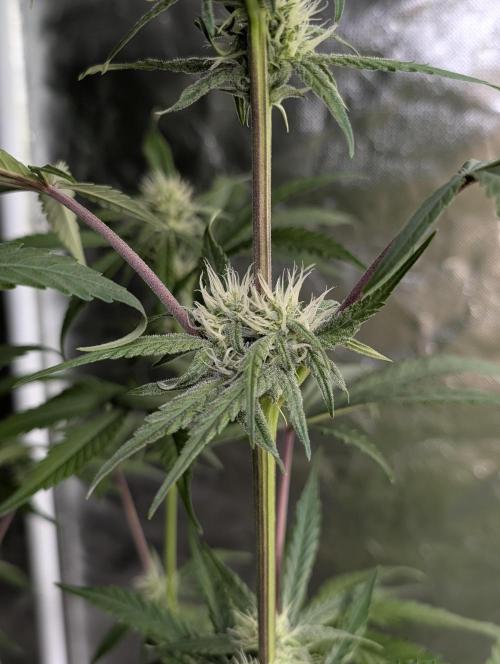 Chemical Candy Auto x3. Week 8