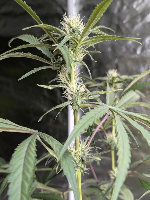 Chemical Candy Auto x3. Week 8