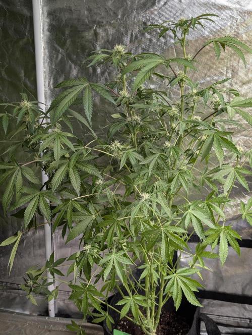Chemical Candy Auto x3. Week 8 - 3
