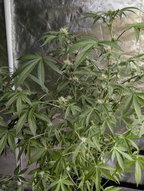 Chemical Candy Auto x3. Week 8