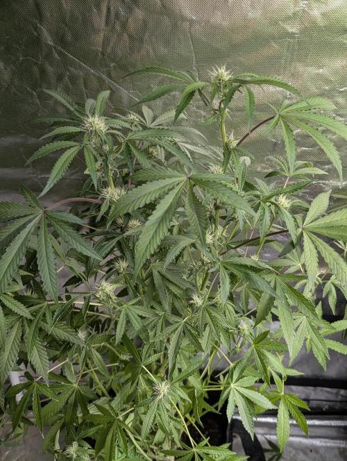 Chemical Candy Auto x3. Week 8