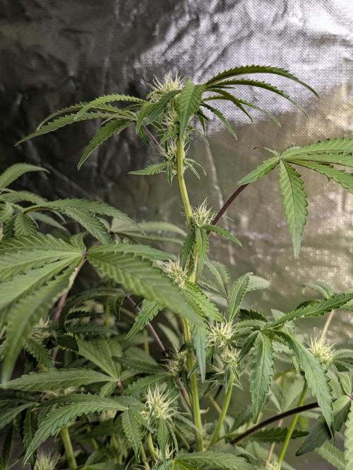 Chemical Candy Auto x3. Week 8
