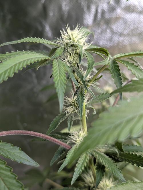 Chemical Candy Auto x3. Week 8