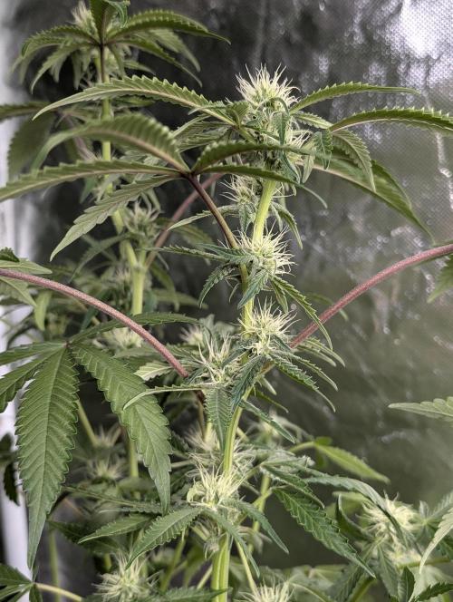 Chemical Candy Auto x3. Week 8