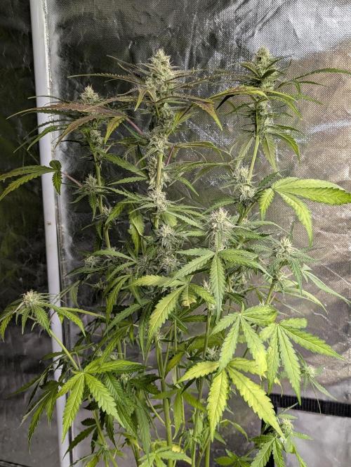 Chemical Candy Auto x3. Week 8 - 1