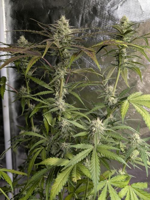 Chemical Candy Auto x3. Week 8