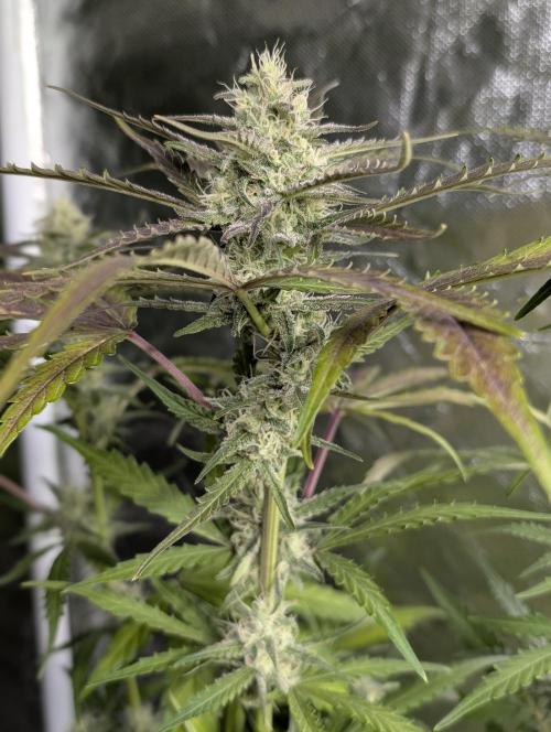 Chemical Candy Auto x3. Week 8