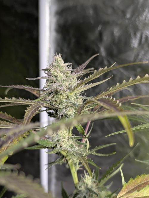 Chemical Candy Auto x3. Week 8