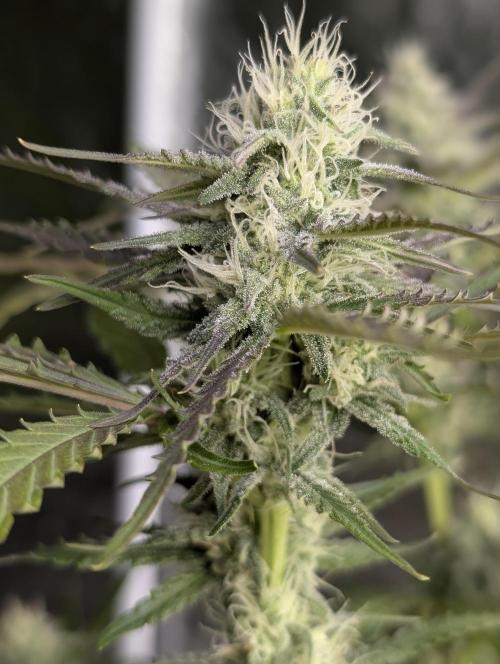 Chemical Candy Auto x3. Week 8