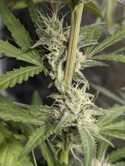 Chemical Candy Auto x3. Week 8