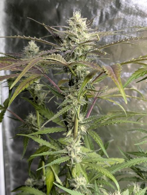 Chemical Candy Auto x3. Week 8