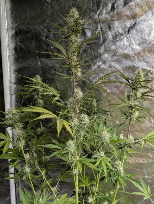 Chemical Candy Auto x3. Week 8 - 2