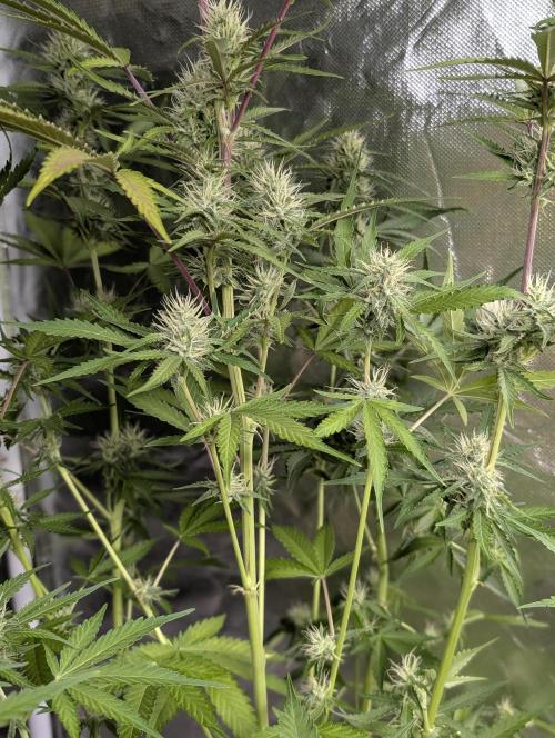 Chemical Candy Auto x3. Week 8