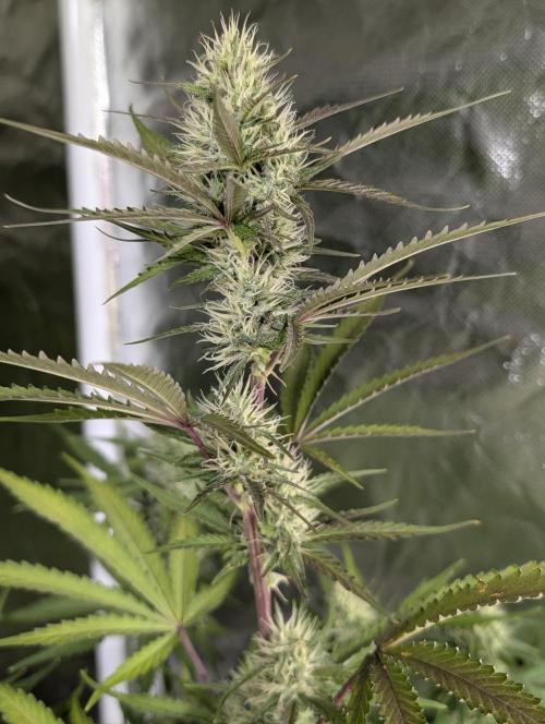 Chemical Candy Auto x3. Week 8