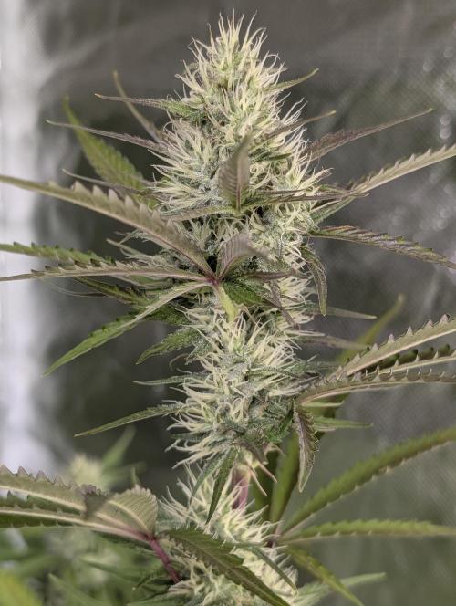 Chemical Candy Auto x3. Week 8