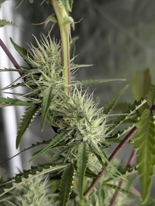 Chemical Candy Auto x3. Week 8