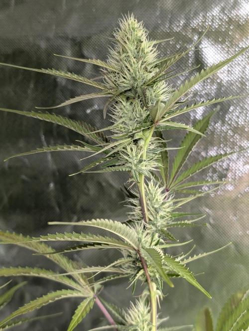 Chemical Candy Auto x3. Week 8