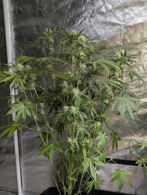 Chemical Candy Auto x3. Week 8 - 3