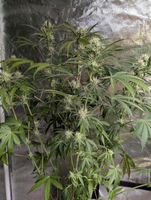 Chemical Candy Auto x3. Week 8