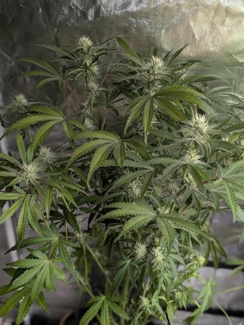 Chemical Candy Auto x3. Week 8