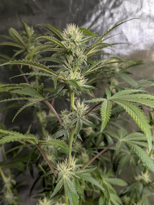 Chemical Candy Auto x3. Week 8