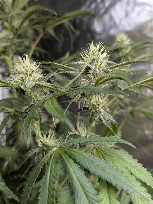 Chemical Candy Auto x3. Week 8