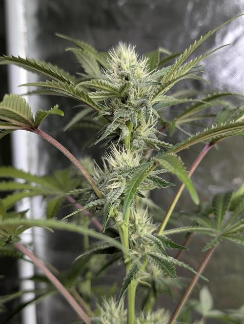 Chemical Candy Auto x3. Week 8