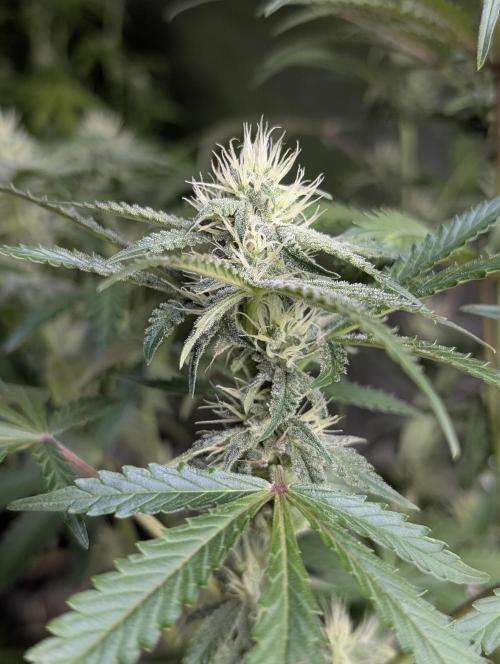 Chemical Candy Auto x3. Week 8