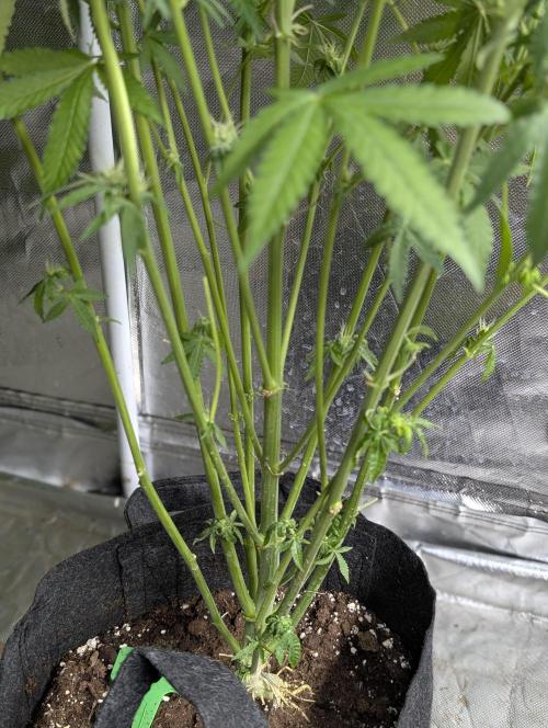 TSL2000 300W LED. Week 8