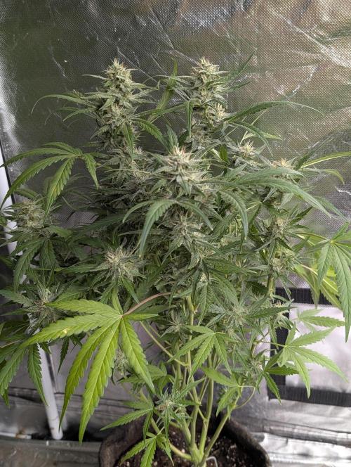 Frosted Guava Auto x3. Week 8 - 1