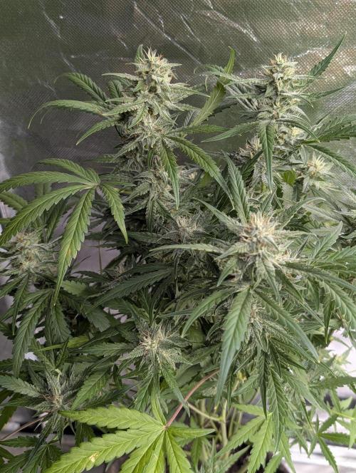 Frosted Guava Auto x3. Week 8