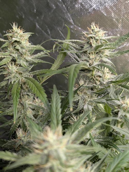 Frosted Guava Auto x3. Week 8