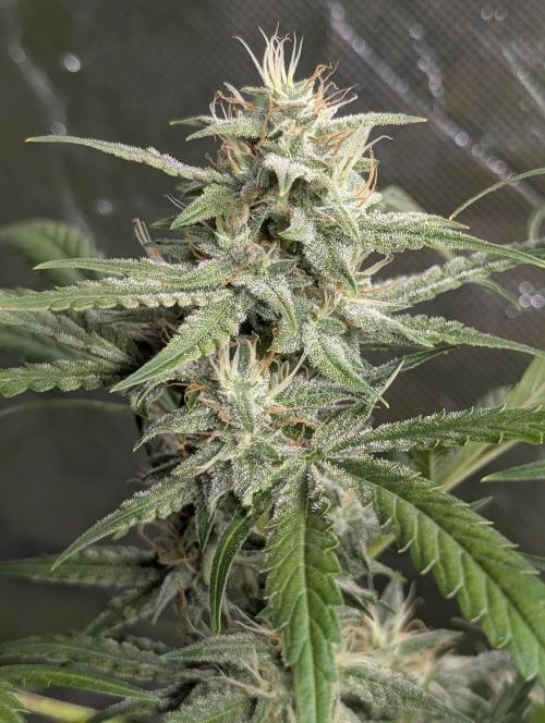 Frosted Guava Auto x3. Week 8