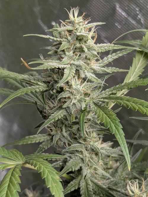 Frosted Guava Auto x3. Week 8
