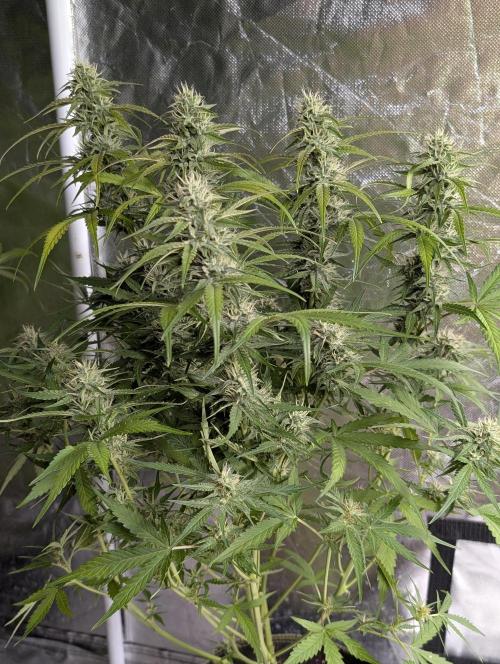 Frosted Guava Auto x3. Week 8 - 2