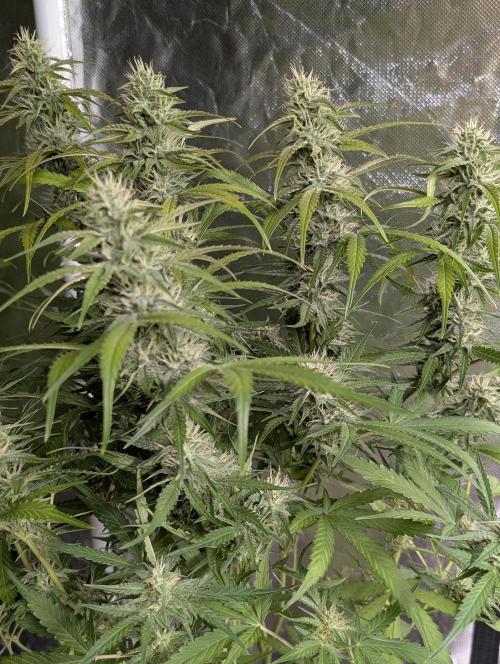 Frosted Guava Auto x3. Week 8