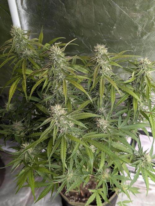 Frosted Guava Auto x3. Week 8