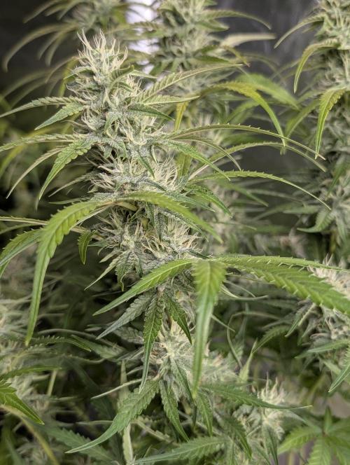Frosted Guava Auto x3. Week 8