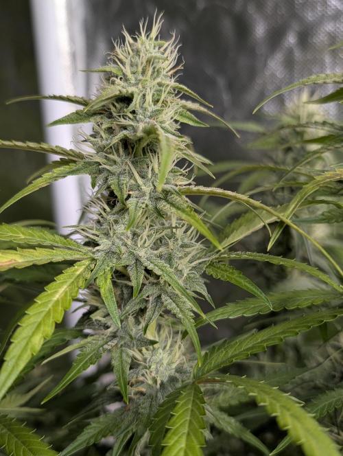 Frosted Guava Auto x3. Week 8