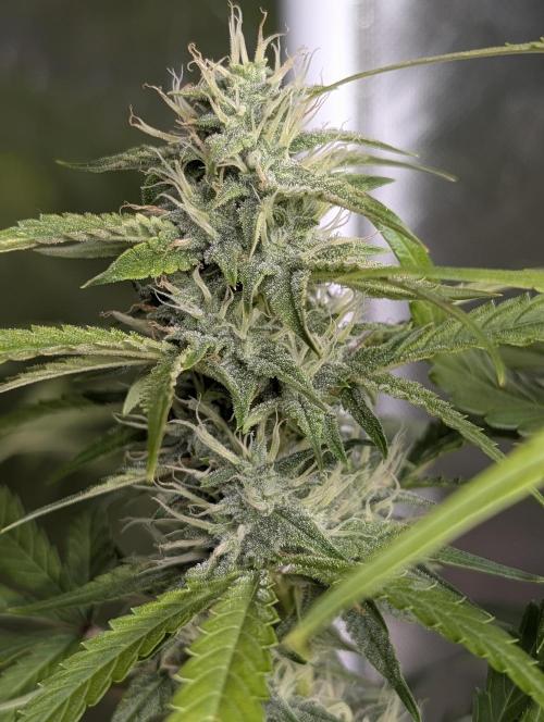Frosted Guava Auto x3. Week 8