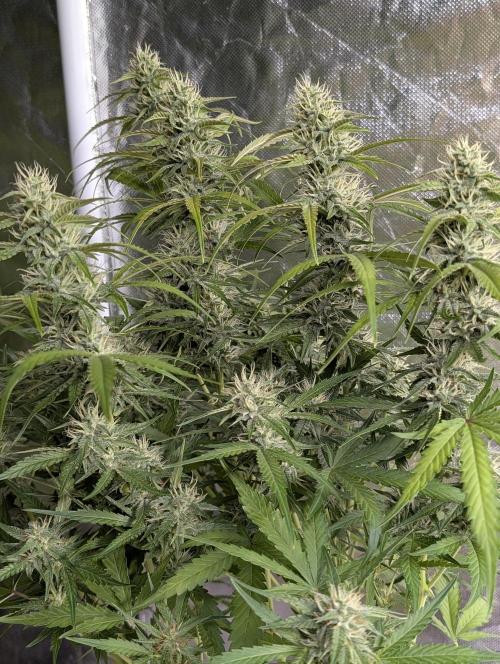 Frosted Guava Auto x3. Week 8