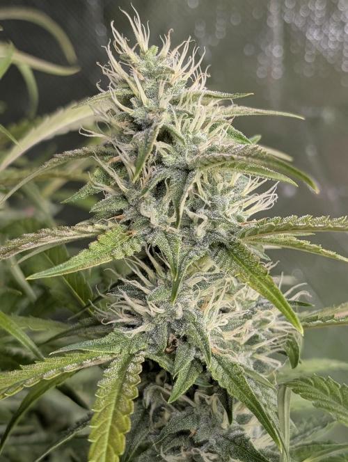 Frosted Guava Auto x3. Week 8