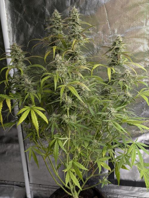 Frosted Guava Auto x3. Week 8 - 3